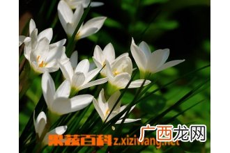 葱莲的养殖方法