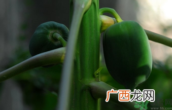 青木瓜是没熟的木瓜吗？青木瓜是什么样子的？