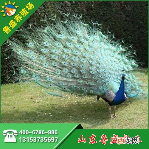 哪有孔雀养殖基地 孔雀养殖培训