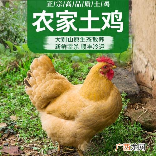 散养土鸡利润 北川土鸡养殖