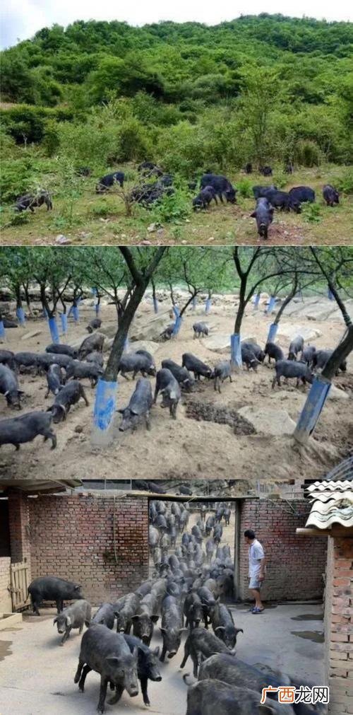 散养土鸡利润 北川土鸡养殖