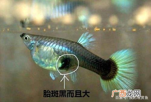 孔雀养殖有前景吗 孔雀养殖问题