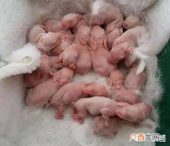 獭兔苗多少钱一只 养殖獭兔温度