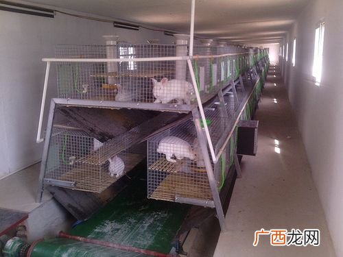 獭兔苗多少钱一只 养殖獭兔温度