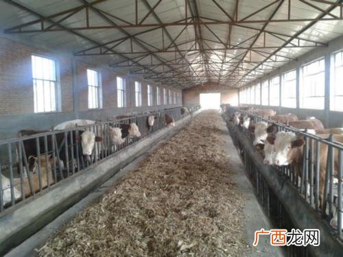 圈养黄牛怎样养 养殖黄牛风险