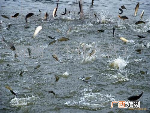 澳洲小龙虾如何室内养殖 澳洲银鲈品种介绍养殖技术