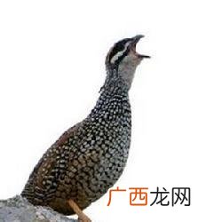 鹧鸪养殖技术和市场行情 鹧鸪养殖培训