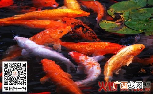 鲤鱼养殖技术 鲤鱼如何养殖