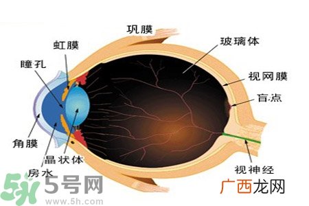 近视眼的护理措施？近视眼的饮食护理？