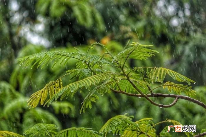 来看看春雨下的齐鲁大地 漂亮的春雨图片