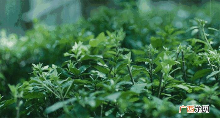 来看看春雨下的齐鲁大地 漂亮的春雨图片