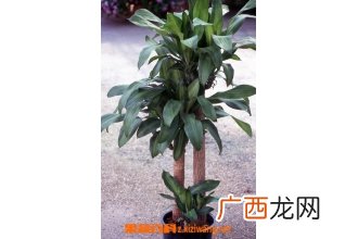 巴西铁树适合室内养殖吗