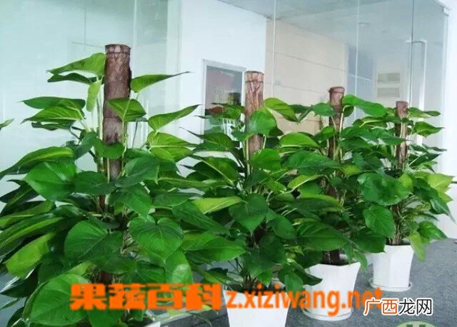 绿萝和黄金葛的区别