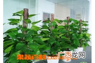 绿萝和黄金葛的区别