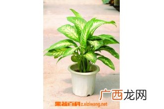 斑马万年青怎么养