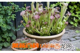 小盆栽瓶子草怎么养