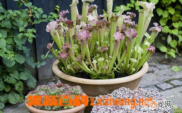 小盆栽瓶子草怎么养