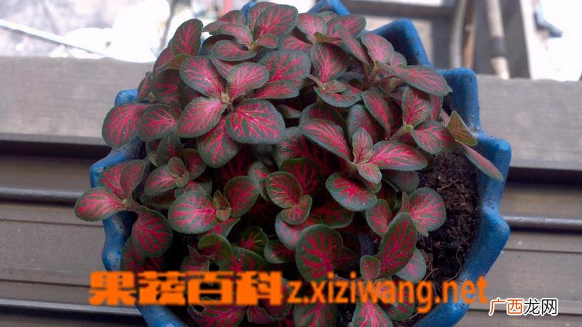 红网纹草怎么养
