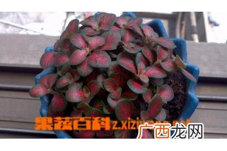 红网纹草怎么养