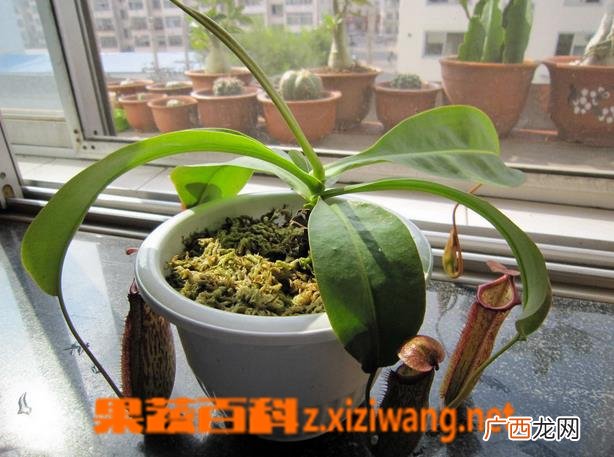 盆栽猪笼草怎么养