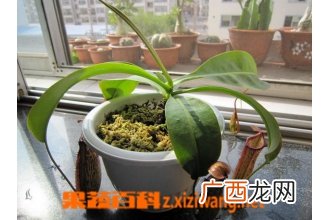 盆栽猪笼草怎么养
