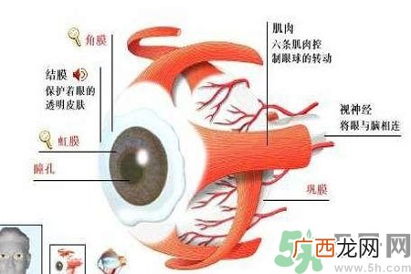 白内障的护理措施是什么？白内障的饮食护理有哪些？