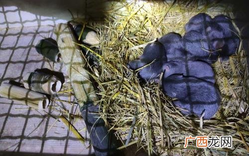 观赏动物鉴赏与养护 养殖观赏动物