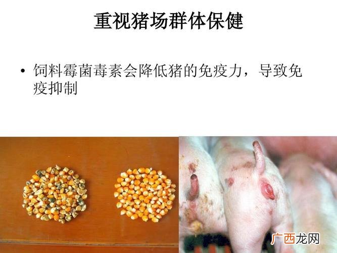 养殖场生物安全防控方案 养殖生物安全