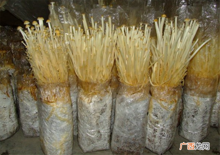 金针菇的养殖方法和注意事项 以下是金针菇的养殖过程