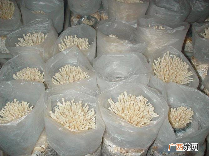 金针菇的养殖方法和注意事项 以下是金针菇的养殖过程
