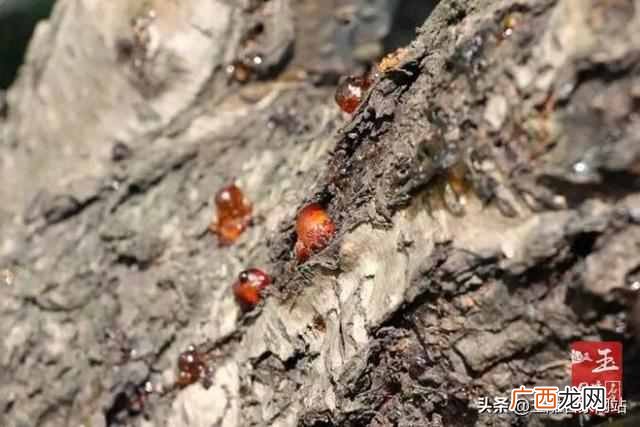 琥珀是怎么形成的过程以(2块钱一克的琥珀原石