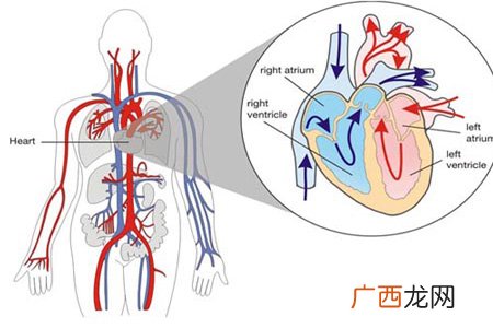 心脏病的症状是什么？心脏病的种类有哪些？