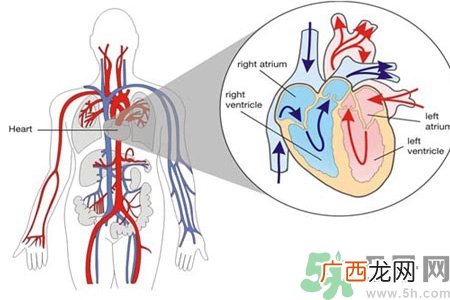 如何预防心脏病？心脏病的禁忌症有哪些？