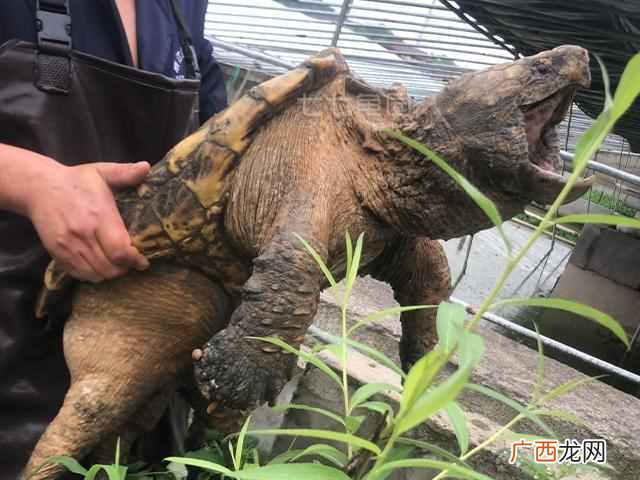 小鳄龟开食技巧 小鳄鱼龟怎么养长得快