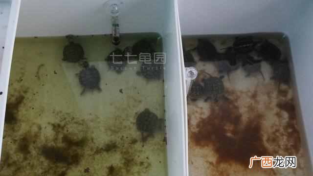 小鳄龟开食技巧 小鳄鱼龟怎么养长得快