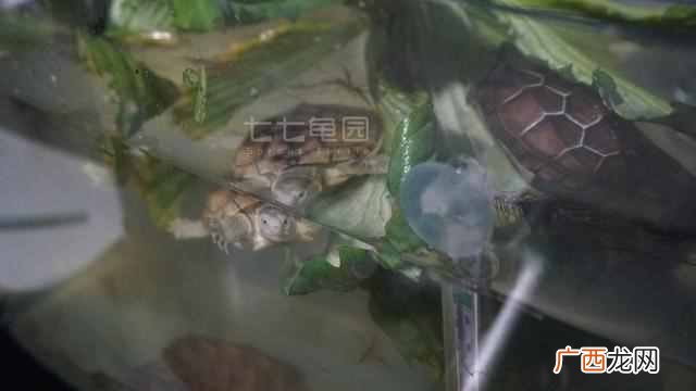 小鳄龟开食技巧 小鳄鱼龟怎么养长得快
