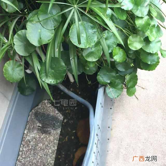 小鳄龟开食技巧 小鳄鱼龟怎么养长得快