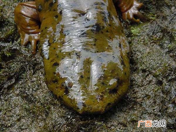 娃娃鱼允许人工养殖吗 人工养殖的娃娃鱼凶吗
