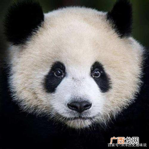 娃娃鱼允许人工养殖吗 人工养殖的娃娃鱼凶吗