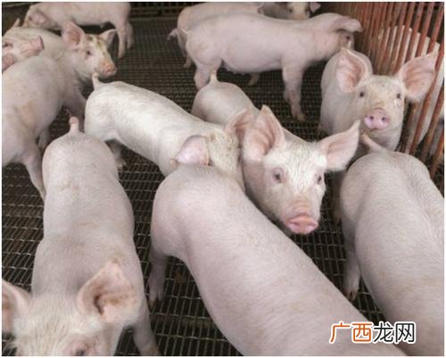 养殖场专用电暖风炉 养殖场用电量