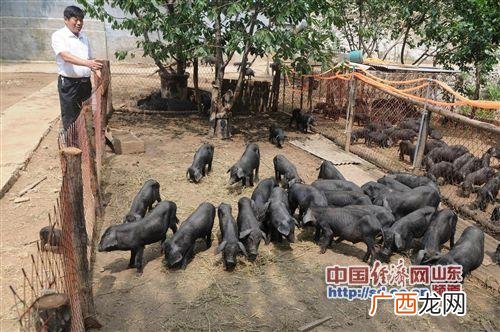 林下养猪视频 森林养殖肥猪