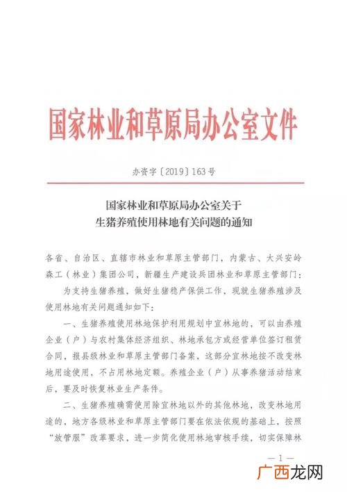 林下养猪视频 森林养殖肥猪