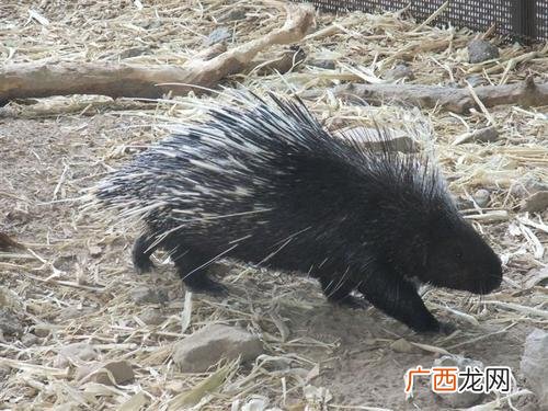 家养豪猪犯不犯法 我国可以养殖贩卖豪猪吗