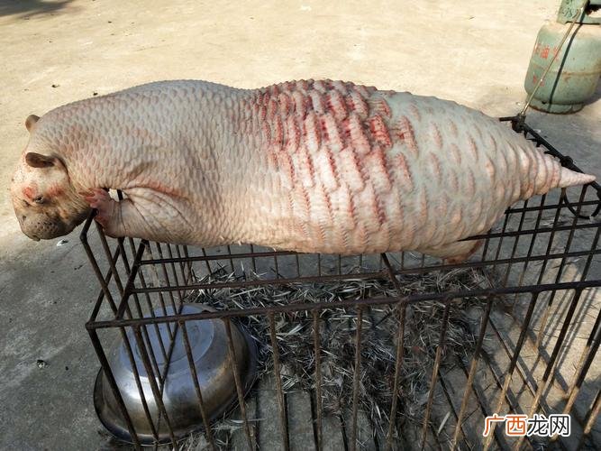 家养豪猪犯不犯法 我国可以养殖贩卖豪猪吗