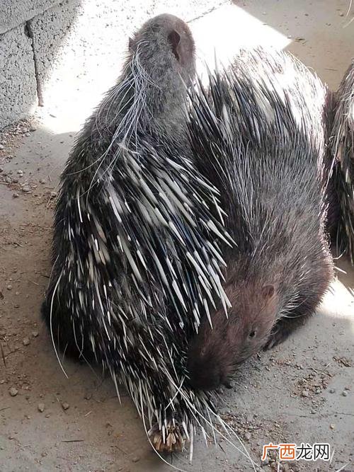 家养豪猪犯不犯法 我国可以养殖贩卖豪猪吗