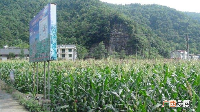 湖北宜昌哪些地方养鸡多 宜昌中蜂养殖