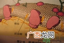 胆固醇对人体有伤害吗？胆固醇是什么？