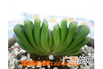 多肉玉扇怎么养