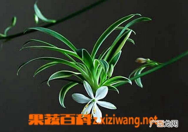 吊兰开花好不好