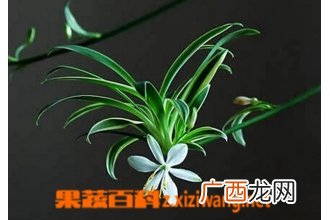 吊兰开花好不好